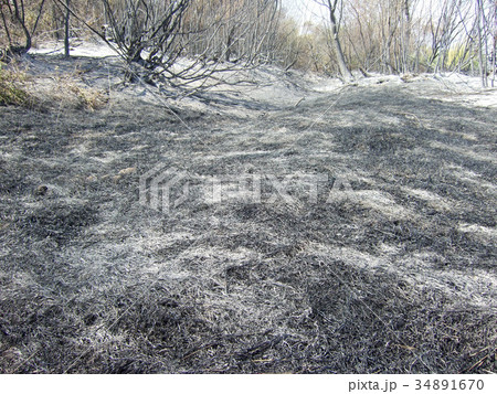 burnt forest burnt forest 34891670