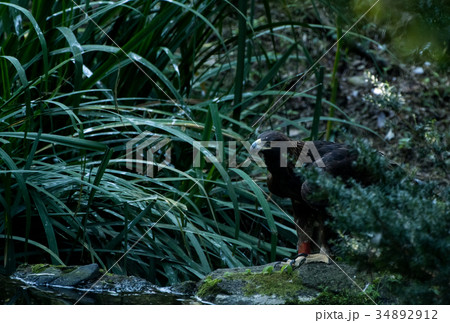 イヌワシ　ニホンイヌワシ　猛禽類　ワシ　鷲　鷹 34892912