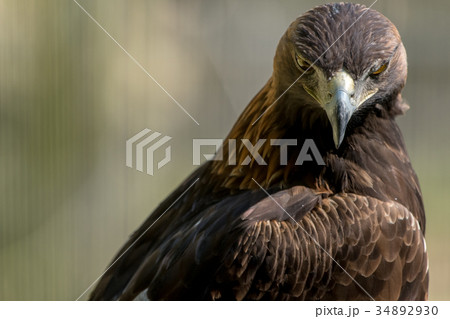 イヌワシ　ニホンイヌワシ　猛禽類　ワシ　鷲　鷹 34892930
