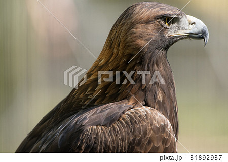 イヌワシ ニホンイヌワシ 猛禽類 ワシ 鷲 鷹の写真素材