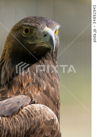 イヌワシ ニホンイヌワシ 猛禽類 ワシ 鷲 鷹の写真素材