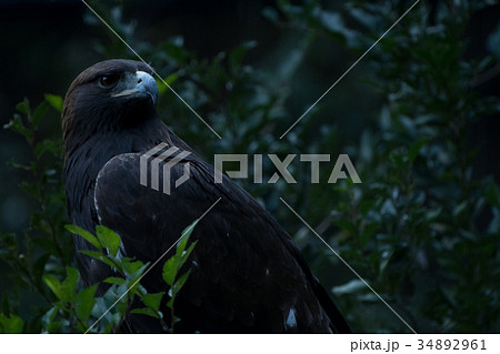 イヌワシ　ニホンイヌワシ　猛禽類　ワシ　鷲　鷹 34892961