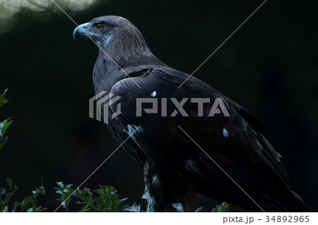 イヌワシ ニホンイヌワシ 猛禽類 ワシ 鷲 鷹 イヌワシ ニホンイヌワシ 猛禽類 ワシ 鷲 鷹 34892965