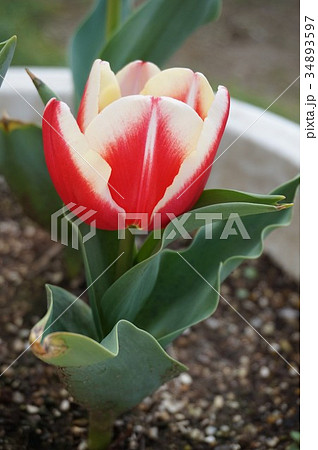 チューリップ 34893597