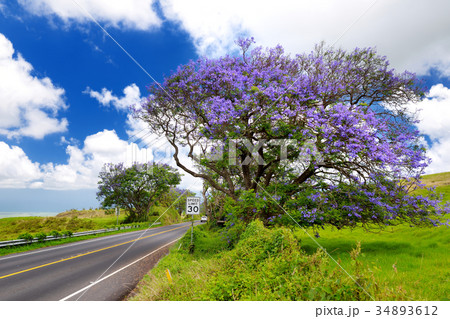 Beautiful purple jacaranda trees 34893612