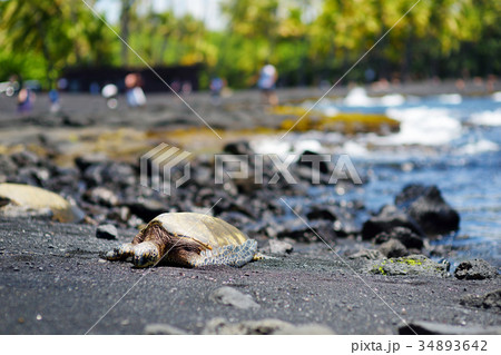 Hawaiian green turtles relaxing at Punaluu Black Sand Beach on the Big Island of Hawaii 34893642