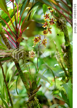 Beautiful orchids in natural environment in Tropical Botanical Garden of the Big Island of Hawaii 34893705