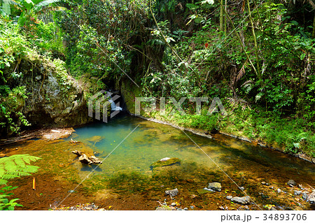 Lush tropical vegetation of the Hawaii Tropical Botanical Garden of Big Island of Hawaii 34893706