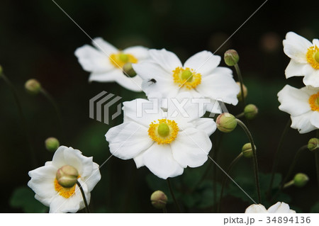 シュウメイギク Anemone シュウメイギク Anemone 34894136