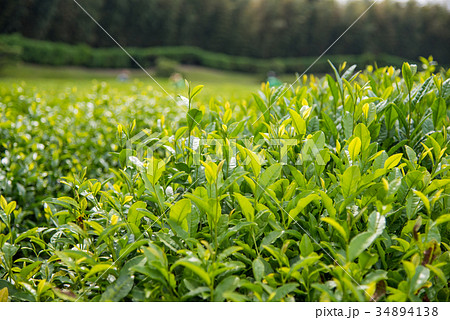 岡山 後楽園の茶畑 茶葉の新芽 岡山 後楽園の茶畑 茶葉の新芽 34894138