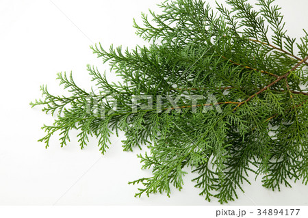 ヒバの葉 34894177