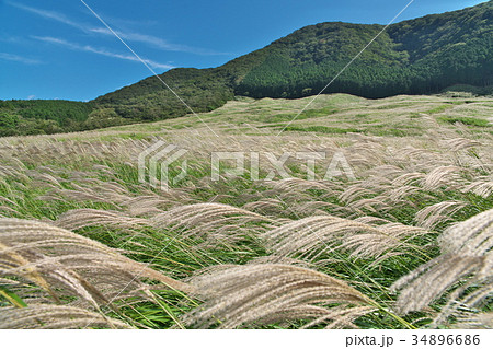 風に傾くススキの穂 風に傾くススキの穂 34896686