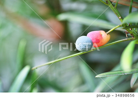 The fruit of maki that began to be colored - Stock Photo [34898656