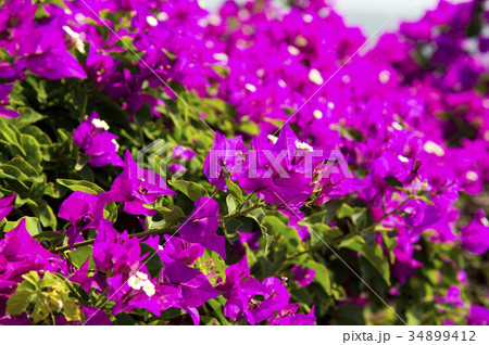 ブーゲンビリアの花 34899412