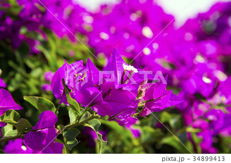 ブーゲンビリアの花 34899413