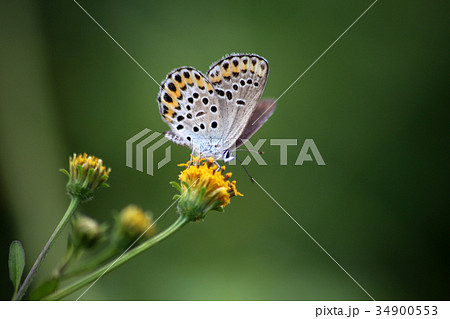 ミヤマシジミ♀ 34900553