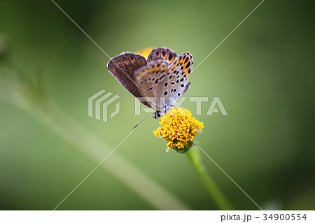 ミヤマシジミ♀ 34900554