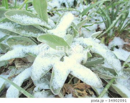 夜中に雪が降り、朝凍える植物 34902091