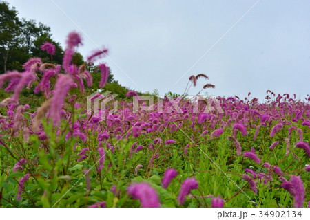 カライトソウの群落 34902134