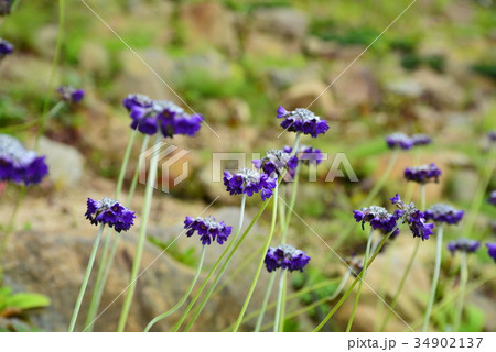 プリムラ・カピタータ・ムーレアナ 34902137