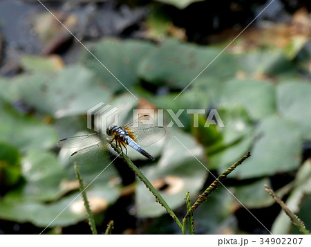 トンボ とんぼ ドラゴンフライ 34902207