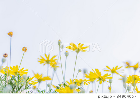 ユリオプスデージー 34904057