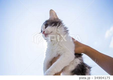 空と猫　（ノルウェージャンフォレストキャット） 34904175