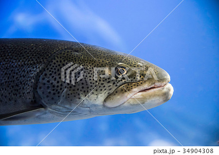 幻の魚 イトウの写真素材 [34904308] - PIXTA