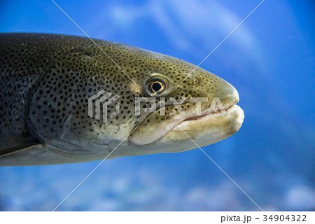 幻の魚 イトウの写真素材 [34904322] - PIXTA