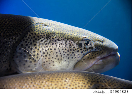 幻の魚　イトウ 34904323