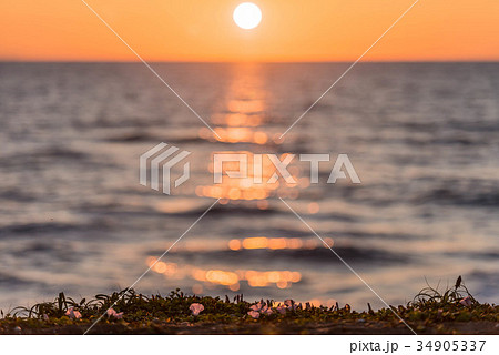 日本海の夕陽とハマヒルガオ 34905337