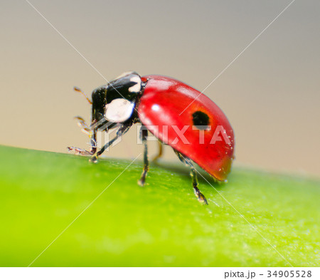 Macro of a red ladybird on green leaf 34905528
