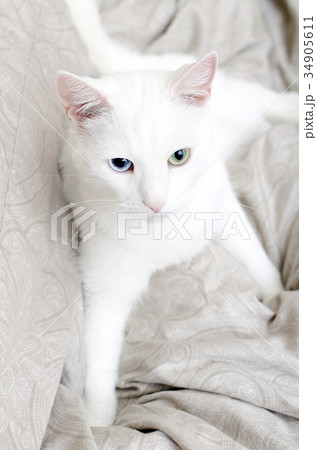 Portrait of white cat with different eyes. Portrait of white cat with different eyes. 34905611
