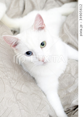 Portrait of white cat with different eyes.  34905612