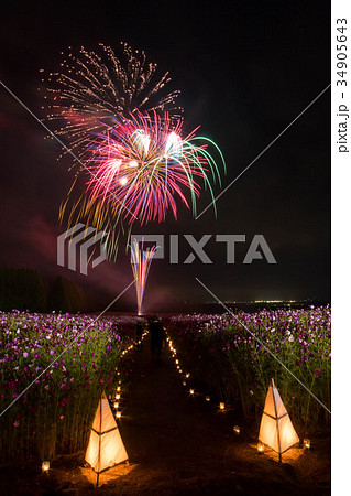 コスモスと花火 34905643