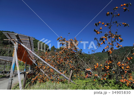 串柿の里　四郷　平 34905830