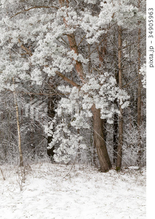 Winter season 34905963