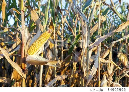 agricultural field with corn agricultural field with corn 34905996