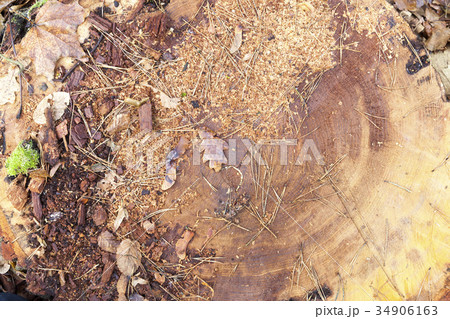 felled tree trunk close up 34906163