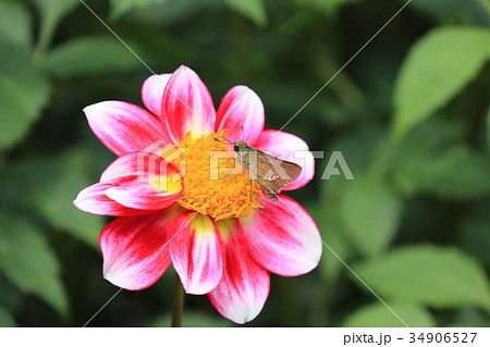 赤いダリアにイチモンジセセリ 34906527