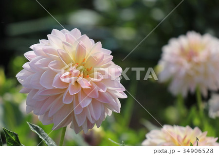 淡いピーチ色のダリア　雪の精 34906528