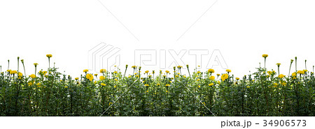marigold flowers in the garden isolated and path marigold flowers in the garden isolated and path 34906573