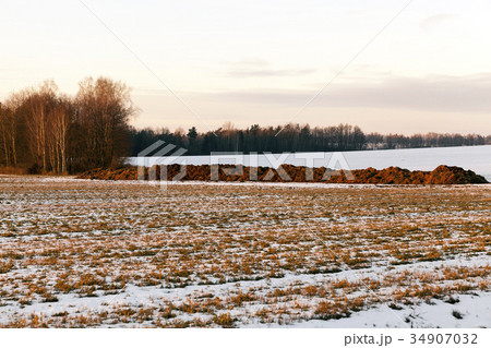 Manure in the field, close-up 34907032