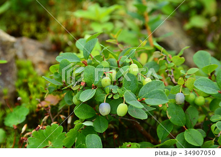 クロマメノキ 34907050