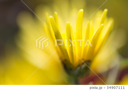 リョウリギク リョウリギク 34907111