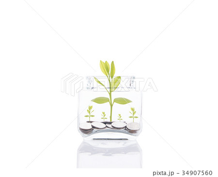 money coin stack growing tree on piggy bank. 34907560