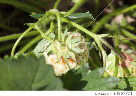 Unripe strawberry 34907771