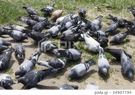 A lot of pigeons A lot of pigeons 34907794