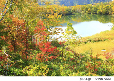 志賀高原の紅葉 34907888