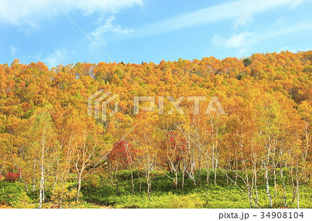 志賀高原の紅葉 34908104